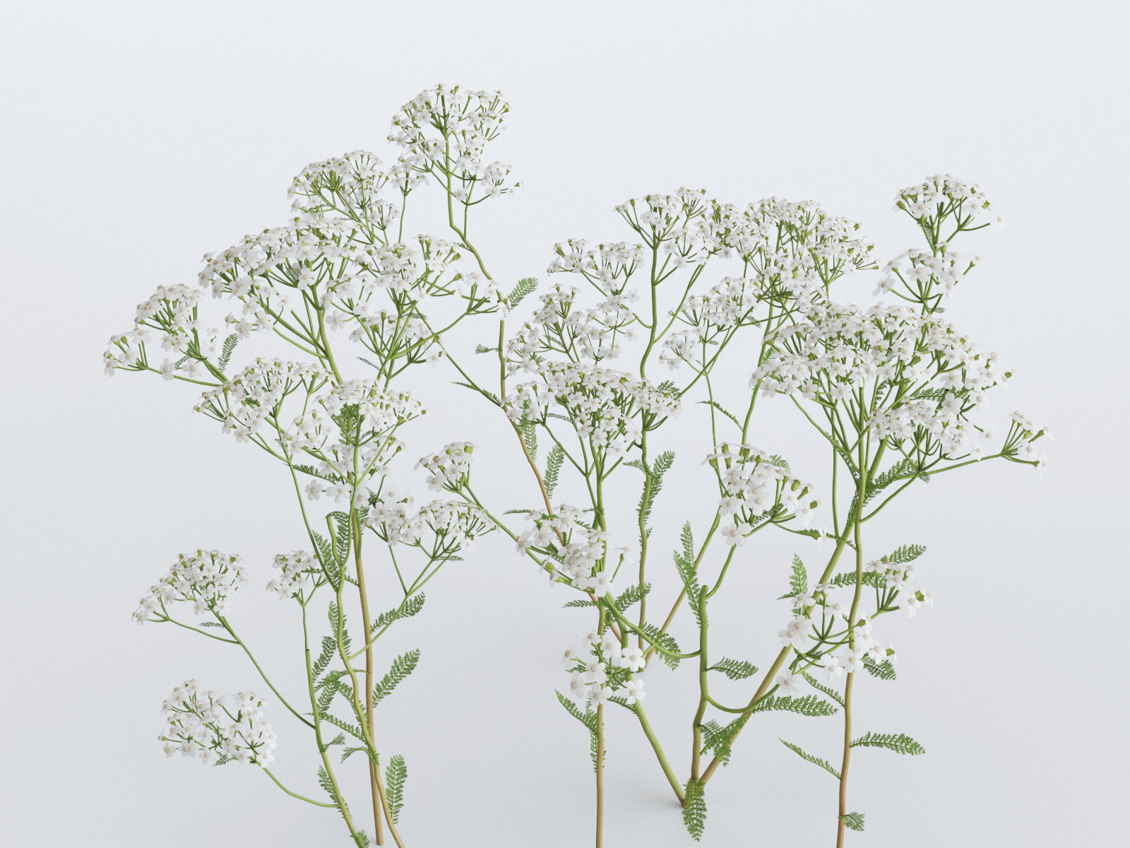 Wildflower Meadow 34-Piece Bundle 3D model_12