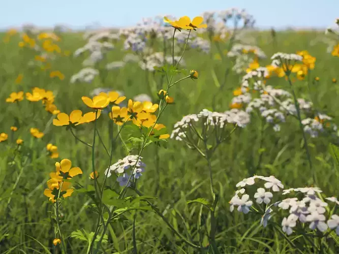 Wildflower Meadow 34-Piece Bundle