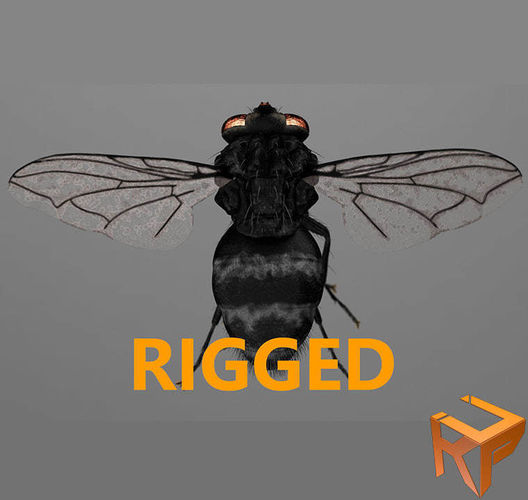Fly - rigged 3D model