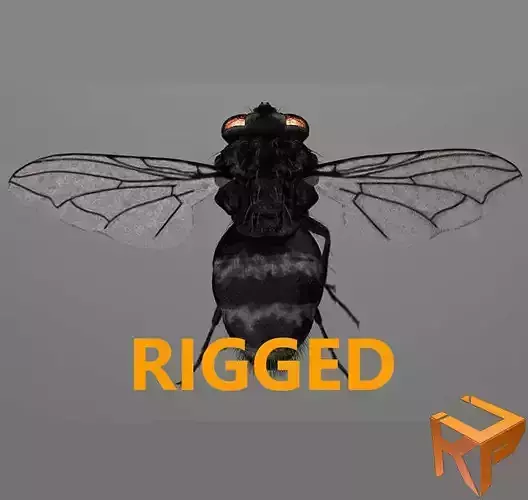 Fly - rigged 3D model