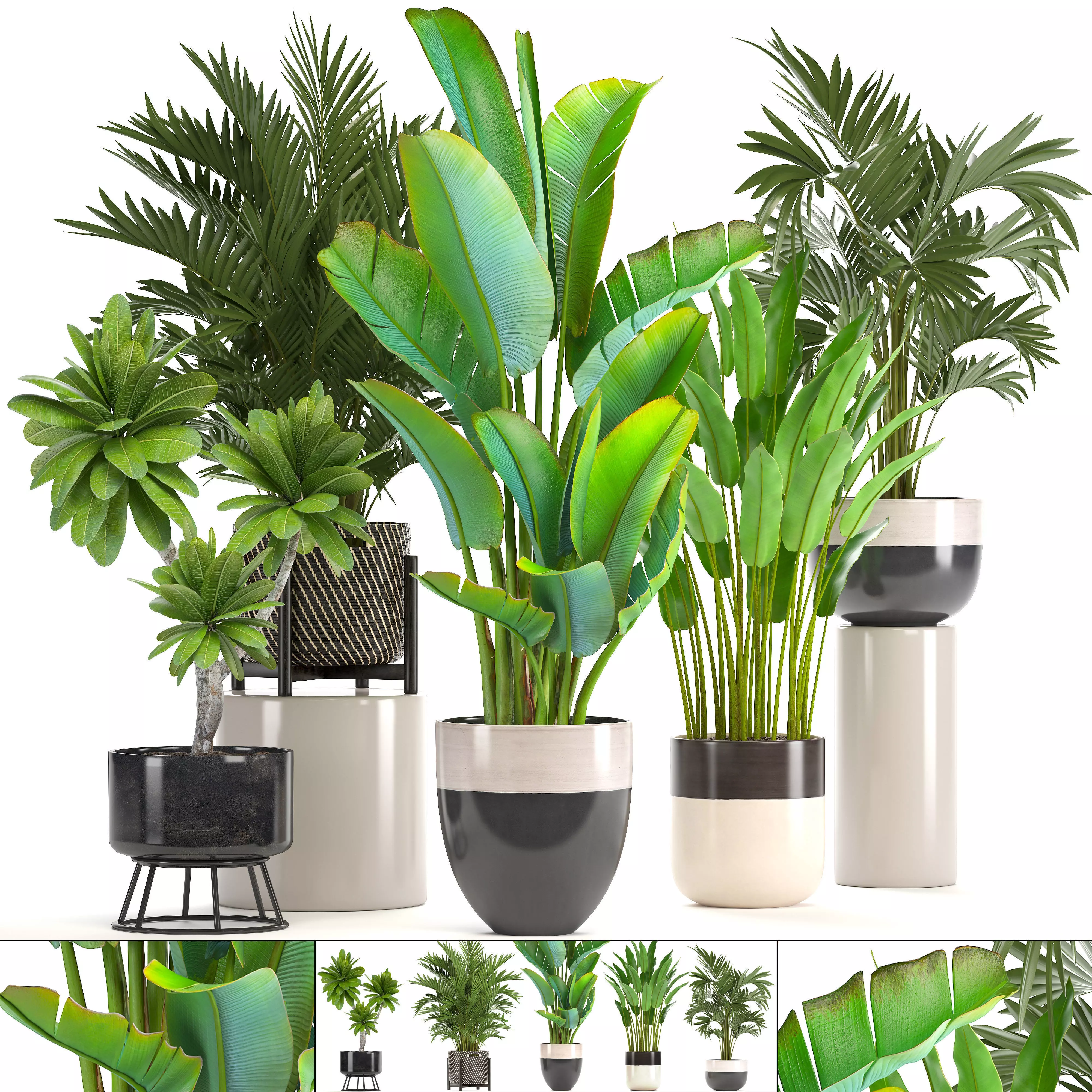 Collection of ornamental plants in pots 3D model