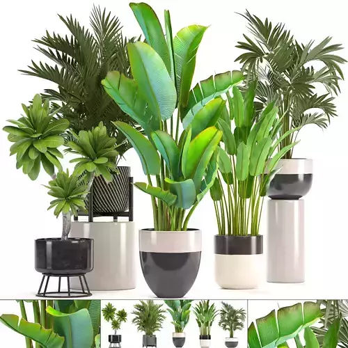 Collection of ornamental plants in pots 3D model