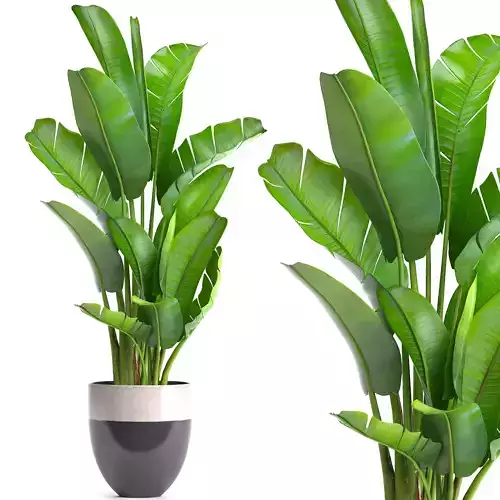 Ravenala palm 3D model