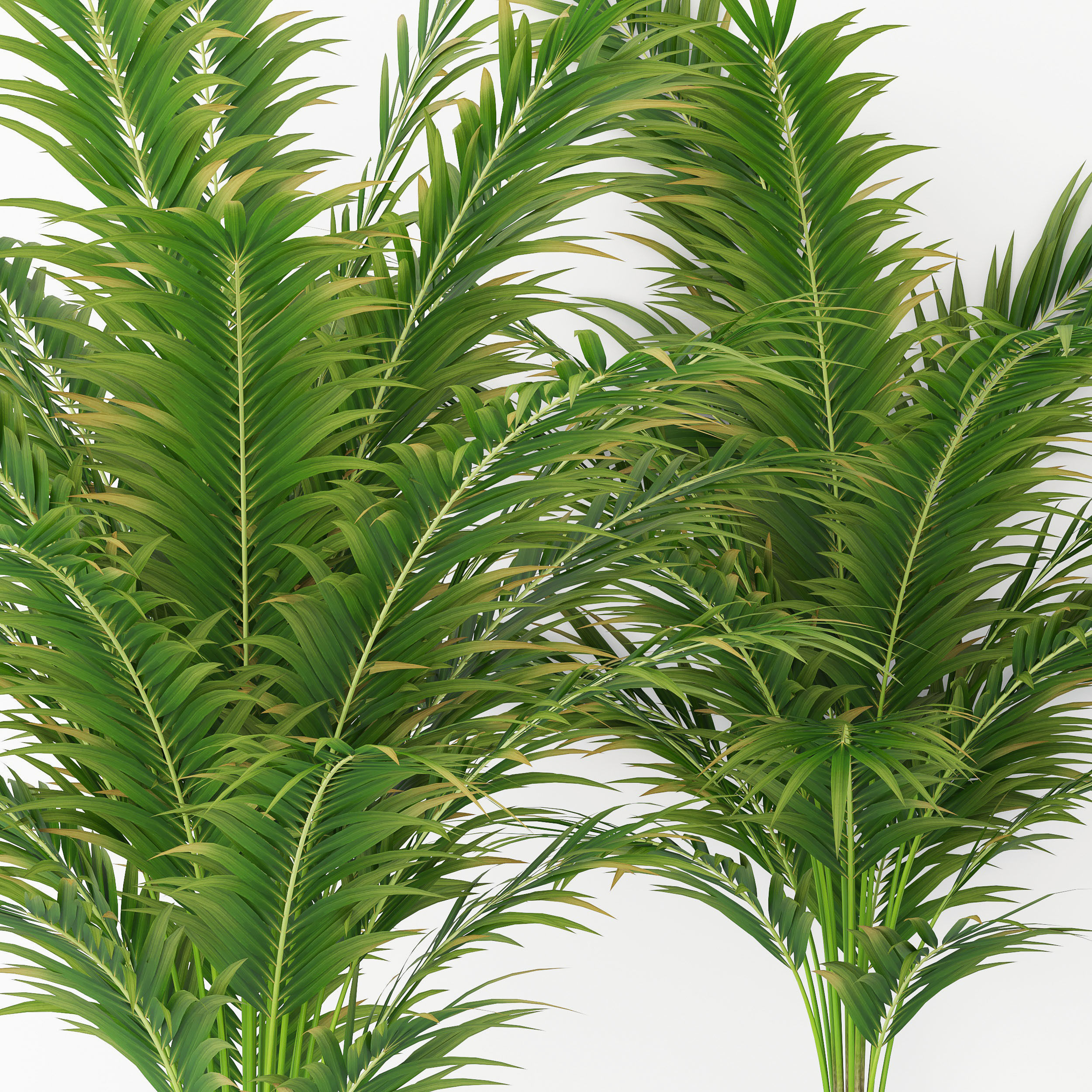 Houseplant 17  3D model_2