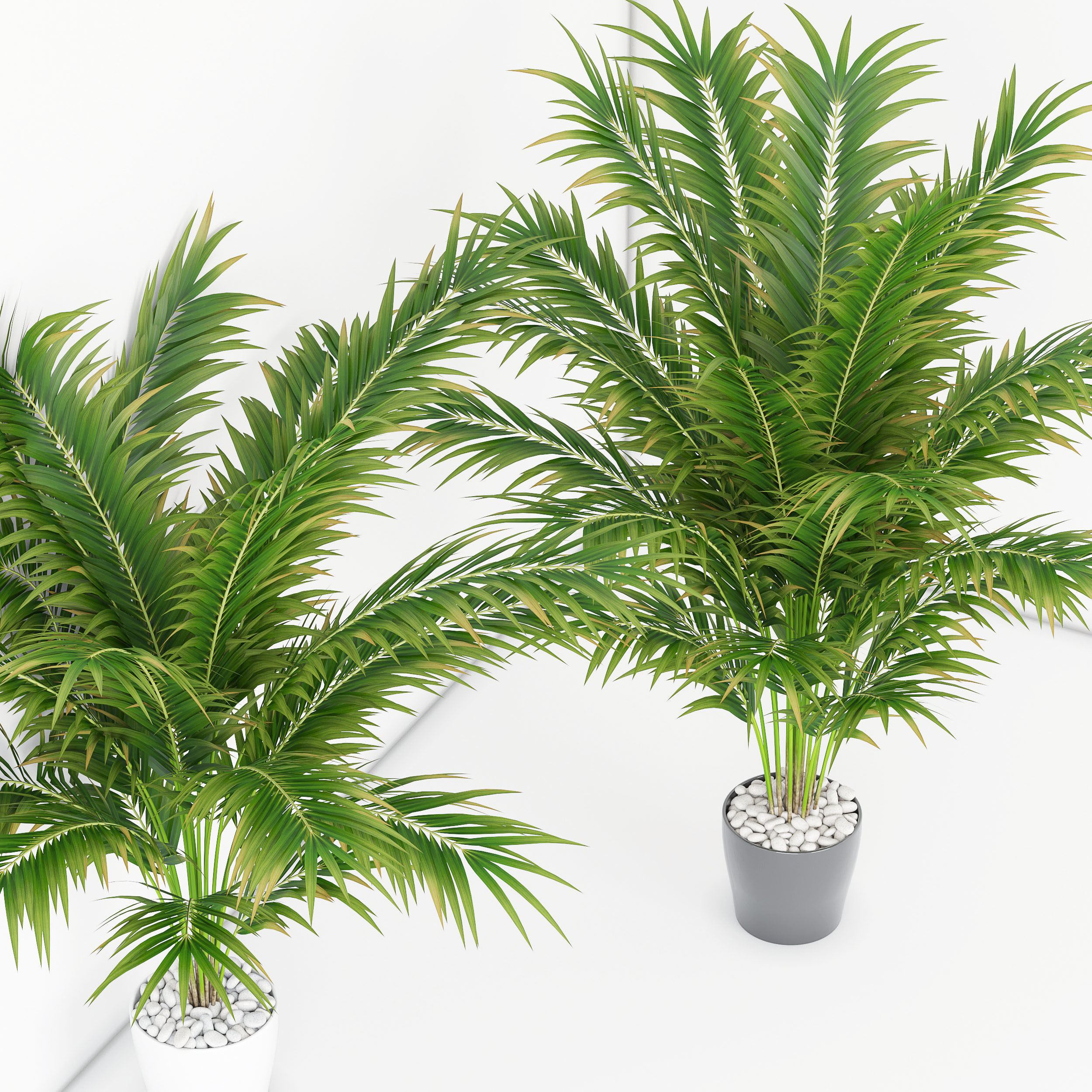 Houseplant 17  3D model_4