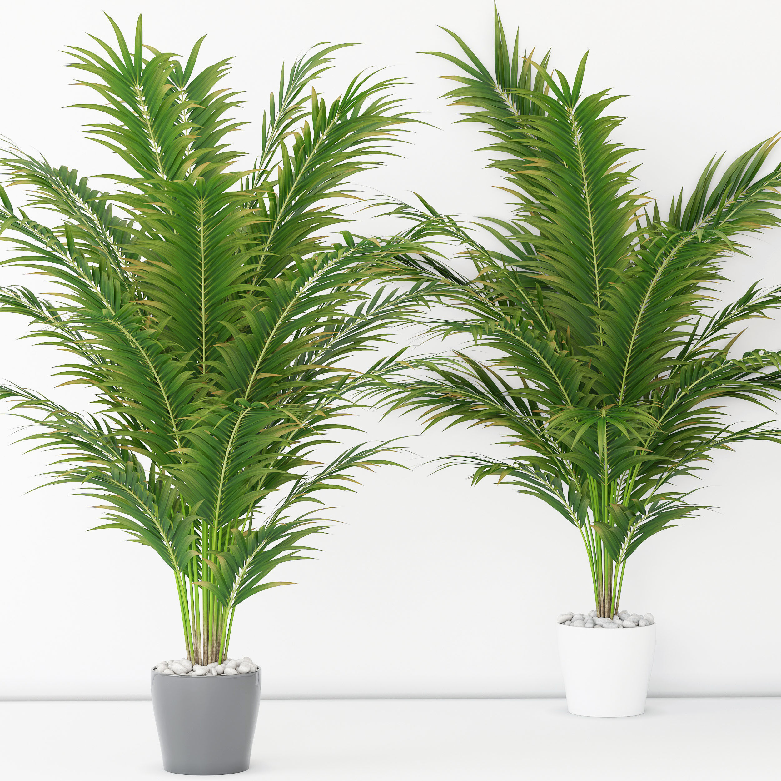 Houseplant 17  3D model_1