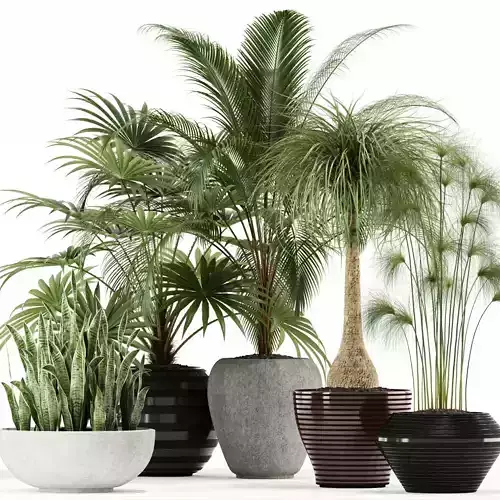 Plants collection 103 3D model