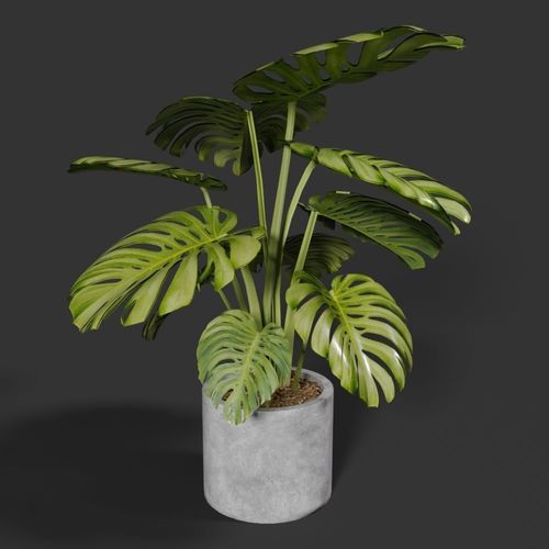 Monstera in concrete pot 3D model