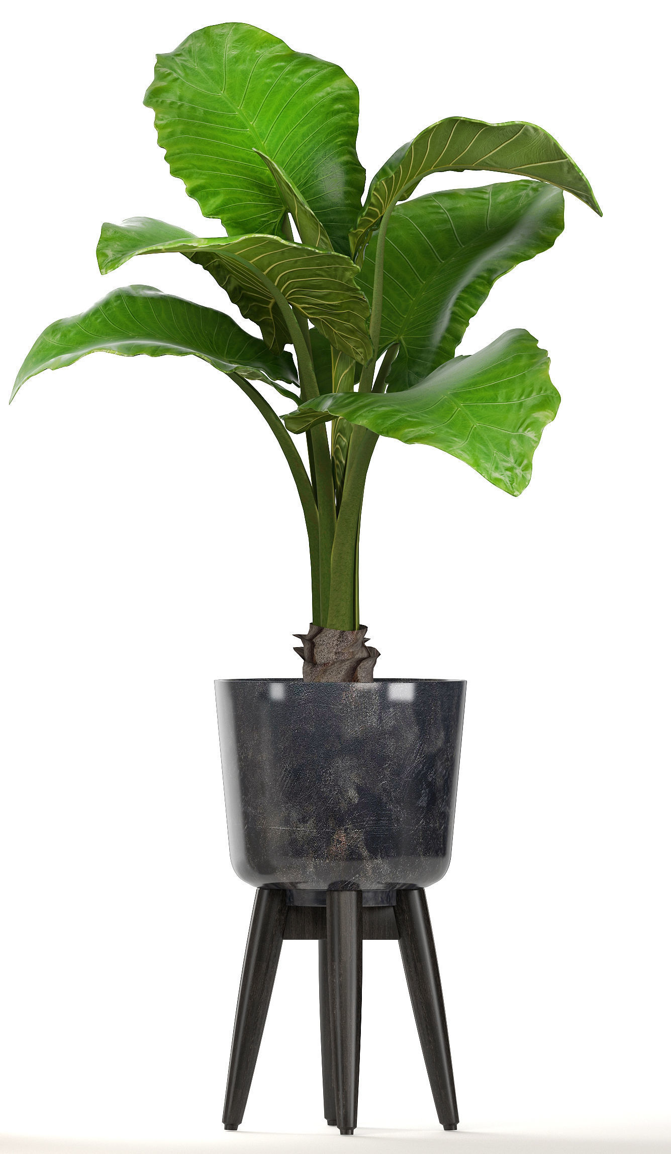 Collection of ornamental plants in pots 3D model_11