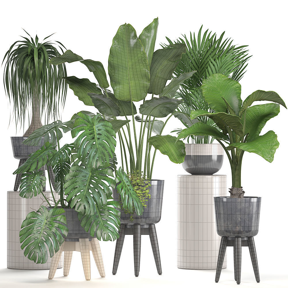 Collection of ornamental plants in pots 3D model_7