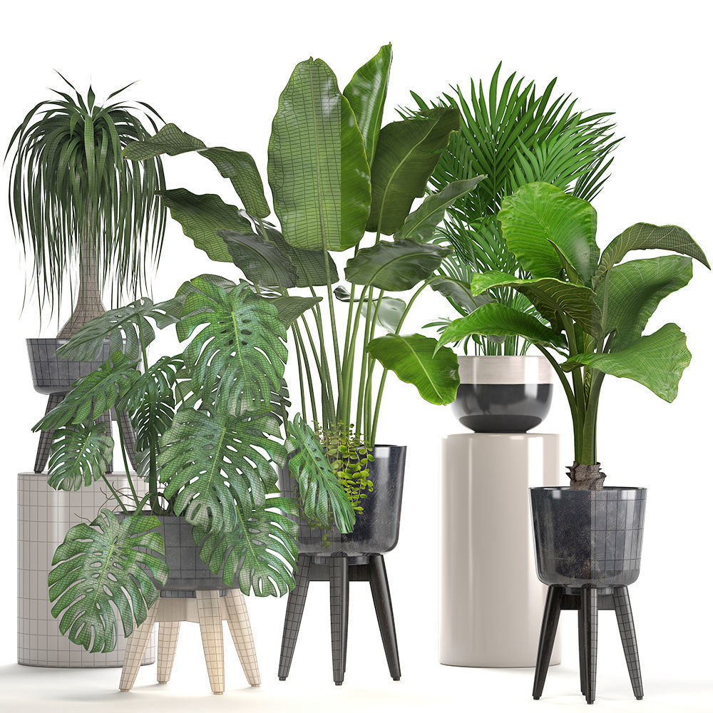 Collection of ornamental plants in pots 3D model_10