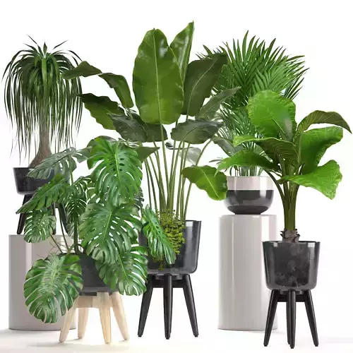 Collection of ornamental plants in pots 3D model