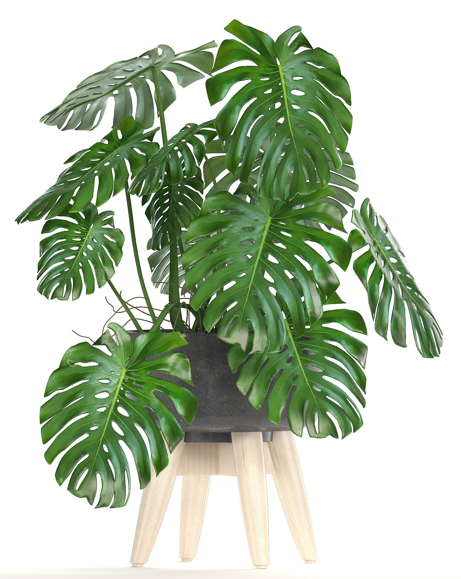 Collection of ornamental plants in pots 3D model_1