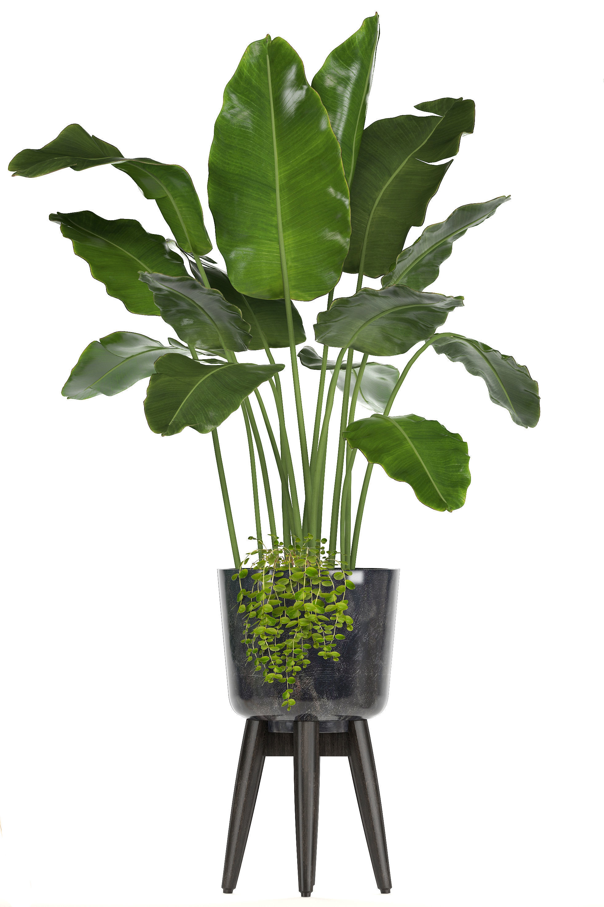 Collection of ornamental plants in pots 3D model_3