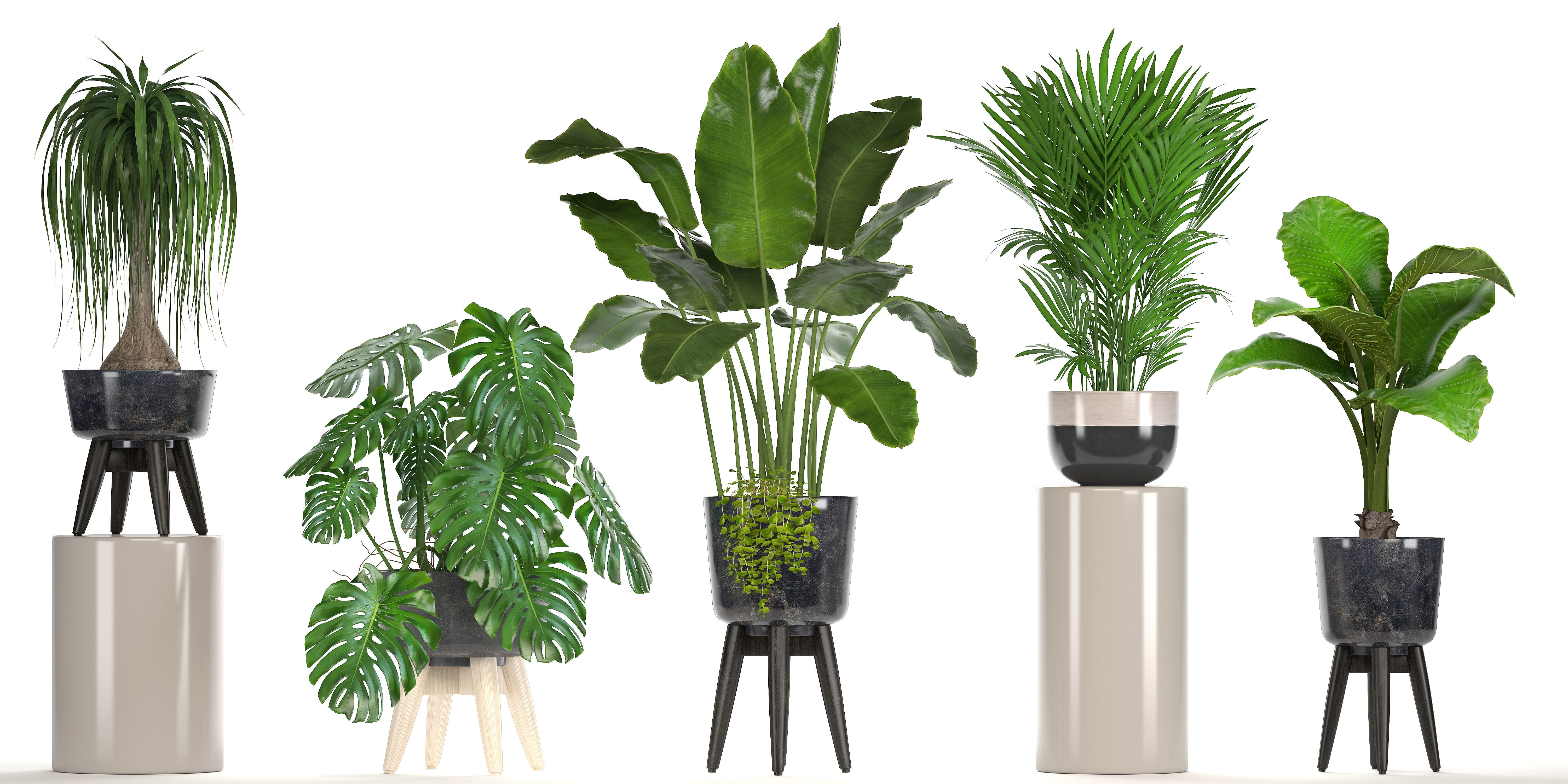 Collection of ornamental plants in pots 3D model_12