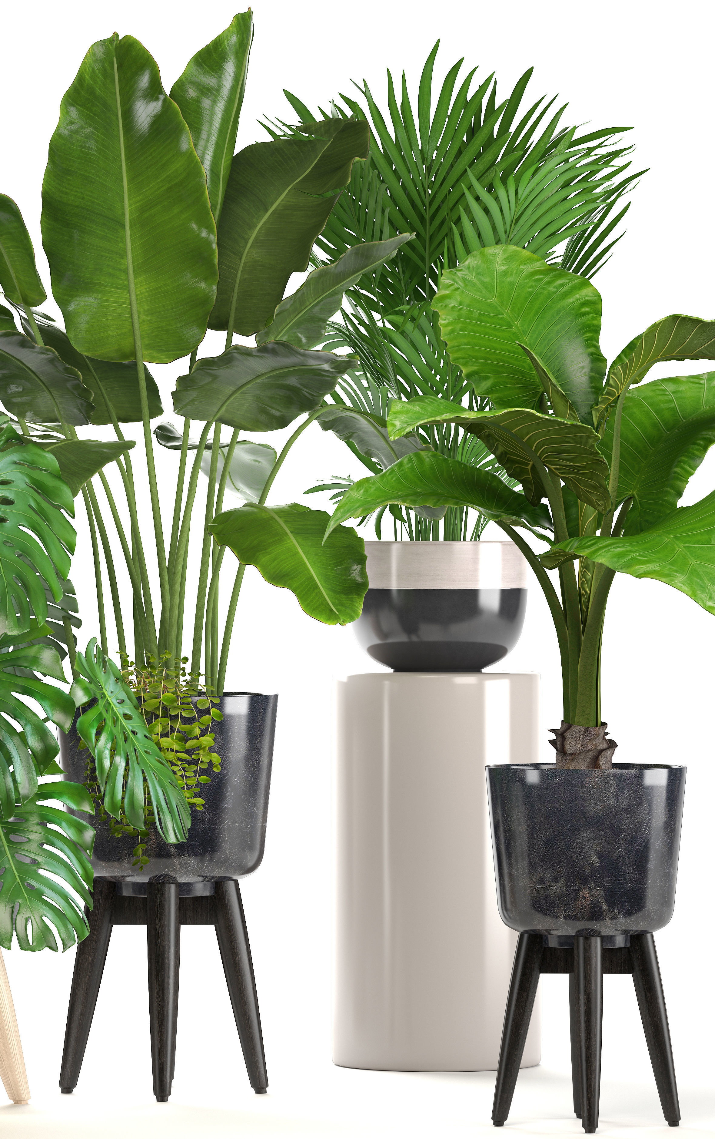 Collection of ornamental plants in pots 3D model_4