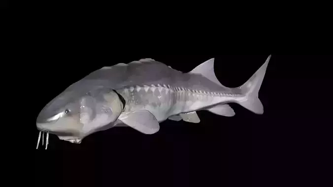 White Sturgeon animated version 3D model