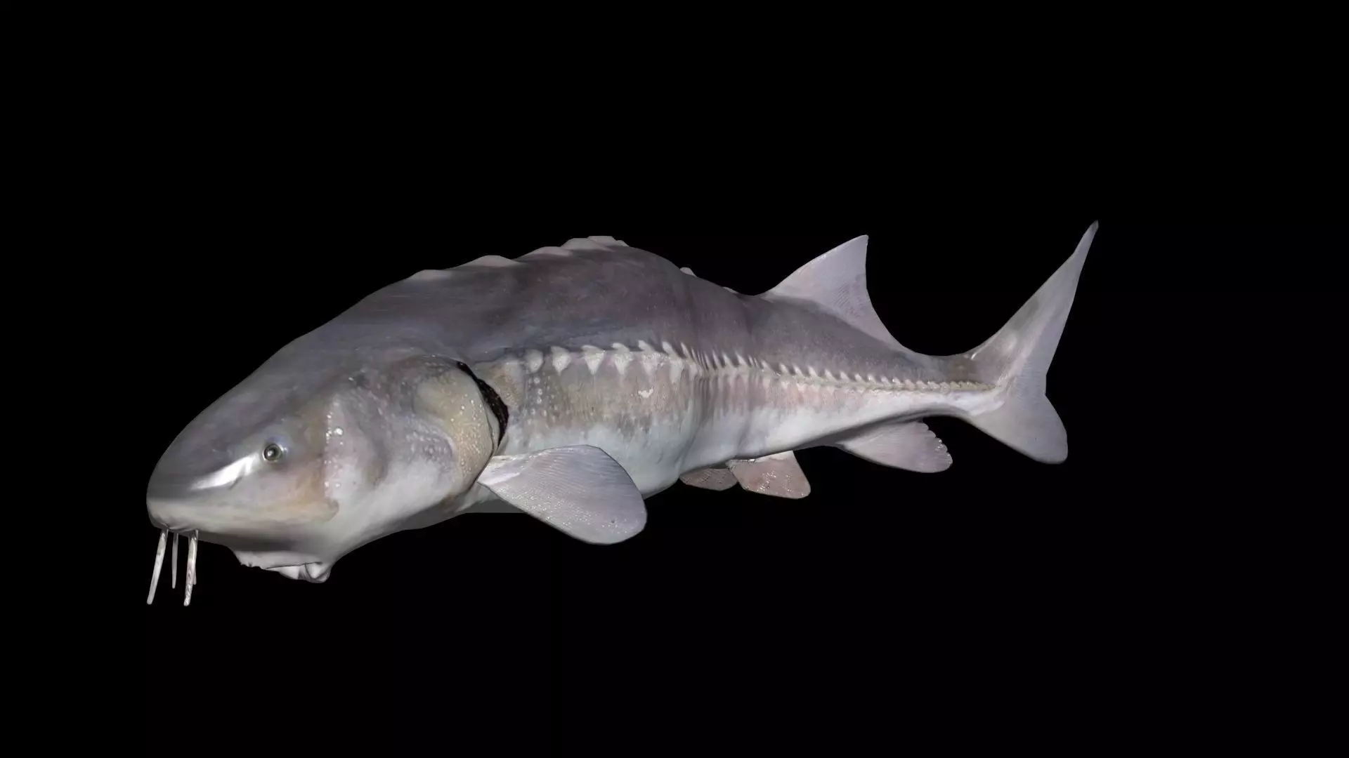 White Sturgeon animated version 3D model_0