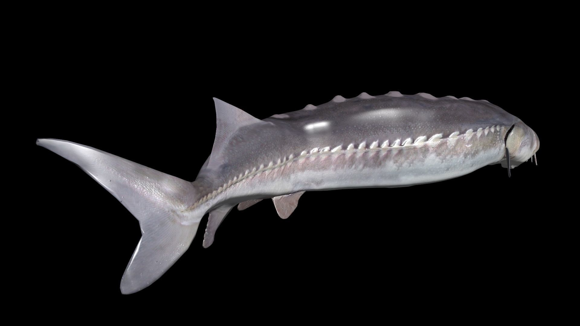 White Sturgeon animated version 3D model_2
