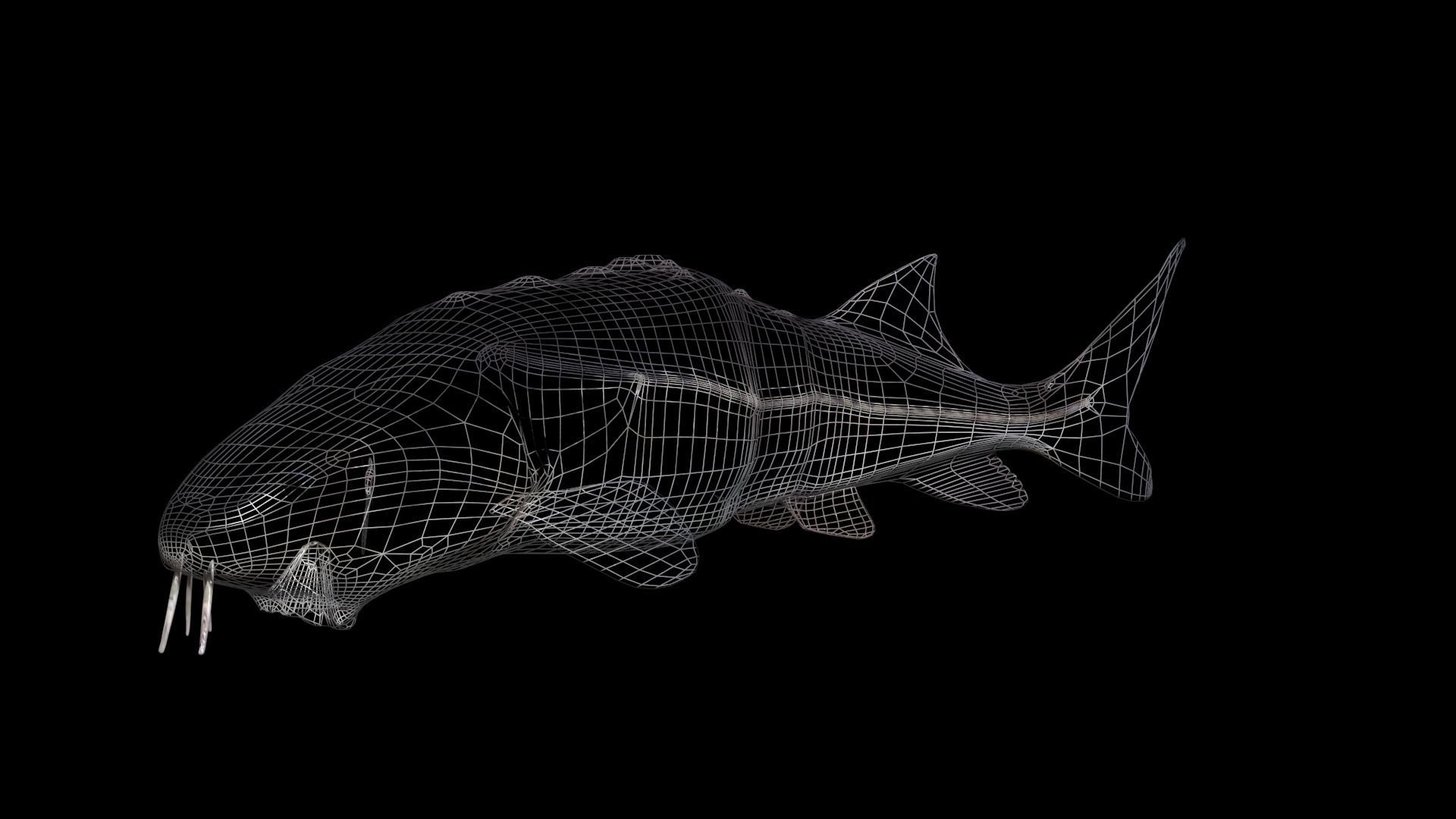 White Sturgeon animated version 3D model_1