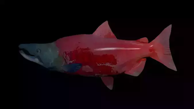 Sockeye Salmon 3D model