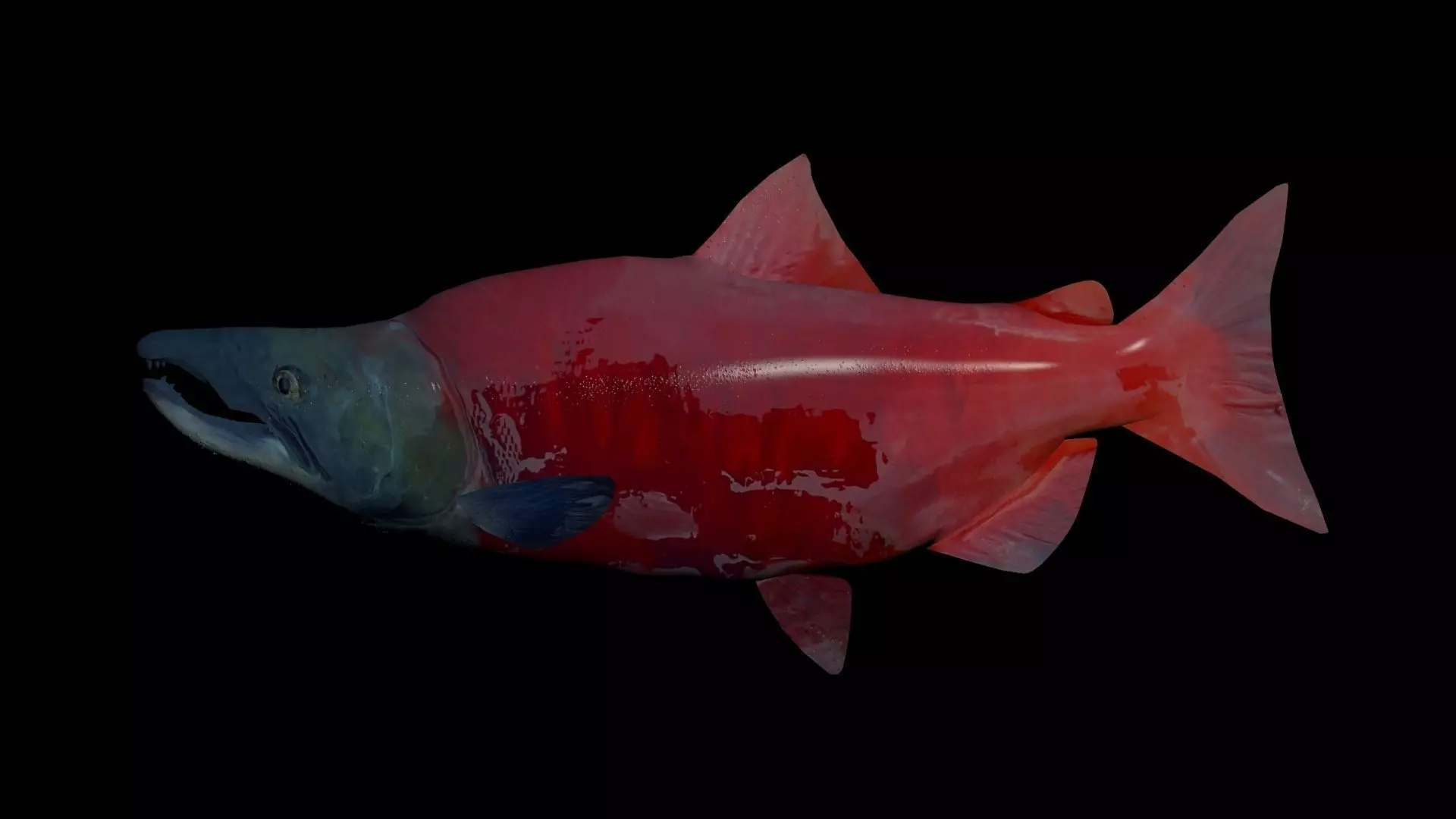 Sockeye Salmon 3D model_0