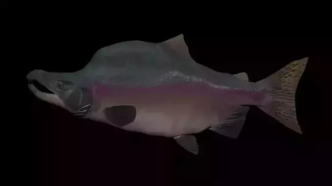 Pink Salmon 3D model
