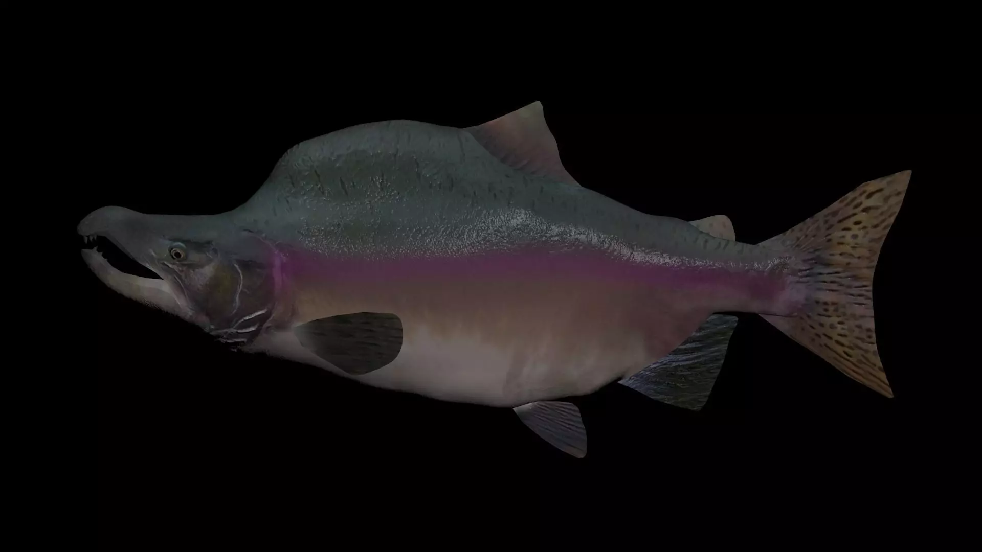 Pink Salmon 3D model_0