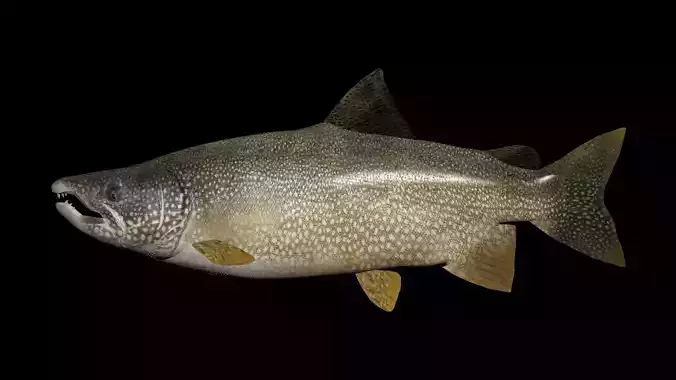Lake Trout