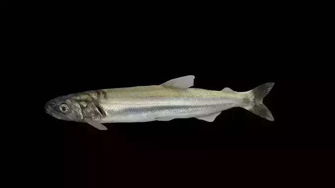 Eulachon aka Candlefish 3D model