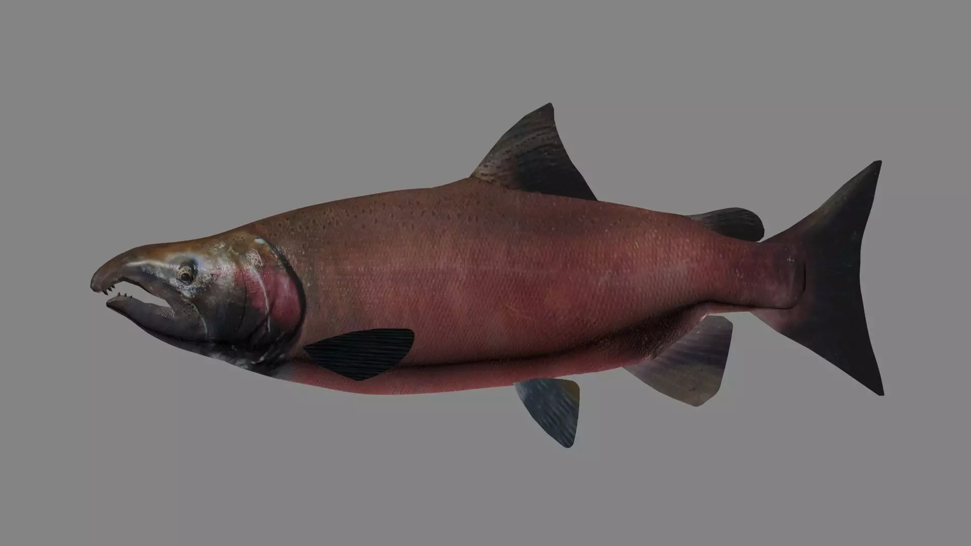 Coho Salmon 3D model_0