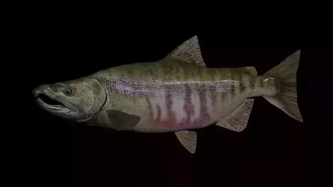 Chum Salmon