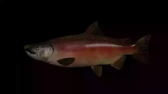 Chinook Salmon