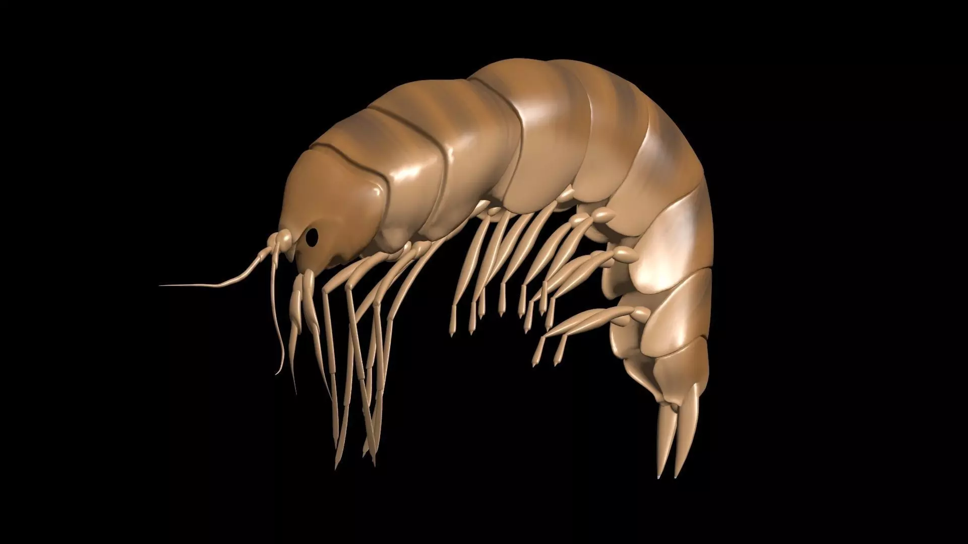Amphipoda Gammaridae 3D model_0