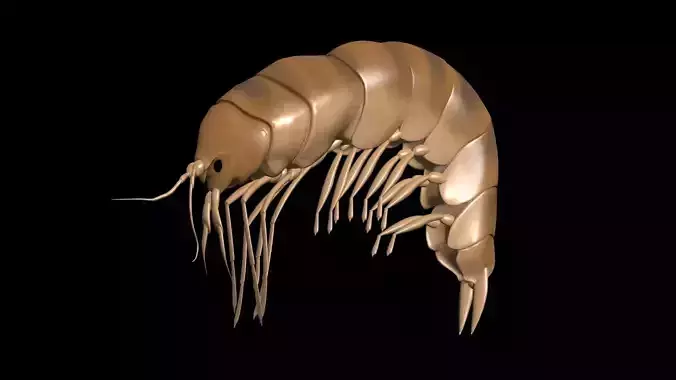 Amphipoda Gammaridae 3D model