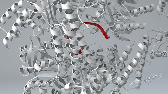 DNA Helicase 3D model