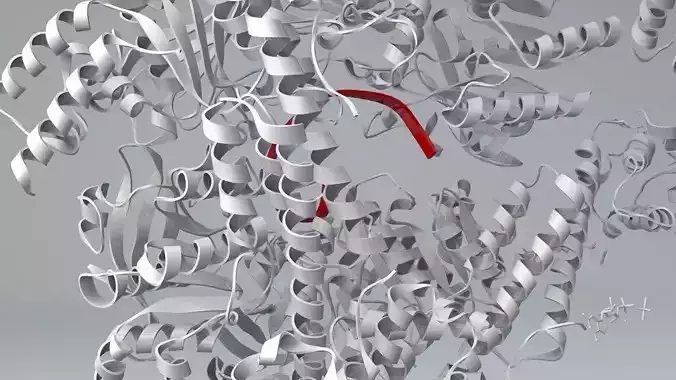 DNA Helicase 3D model