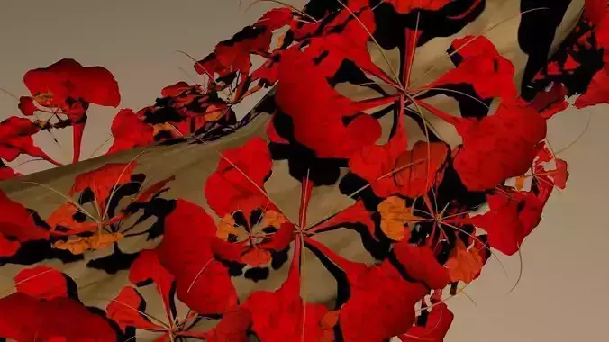 Flamboyant a kind of tropical giant tree blooms usually in July