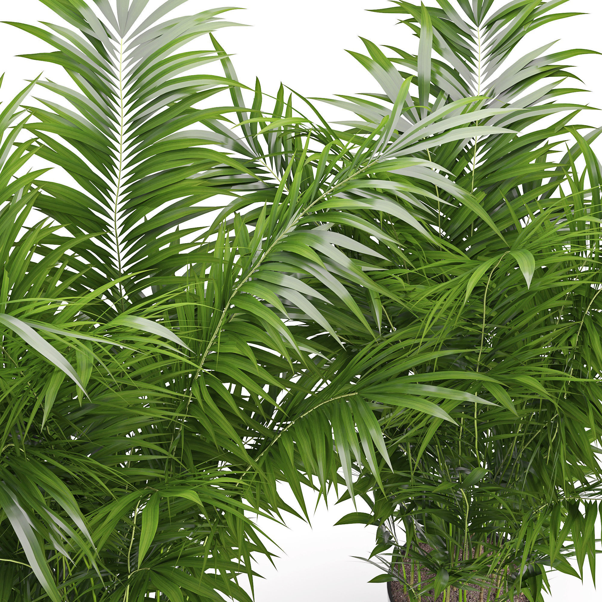 Houseplant 24 3D model_4