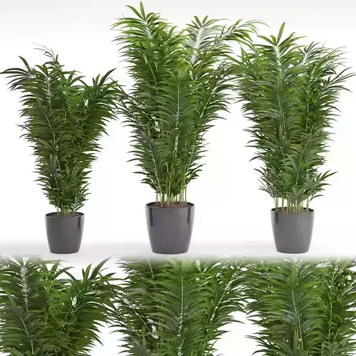 Houseplant 24 3D model