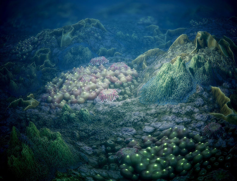 Coral Reef PBR Tileable Material Texture_4