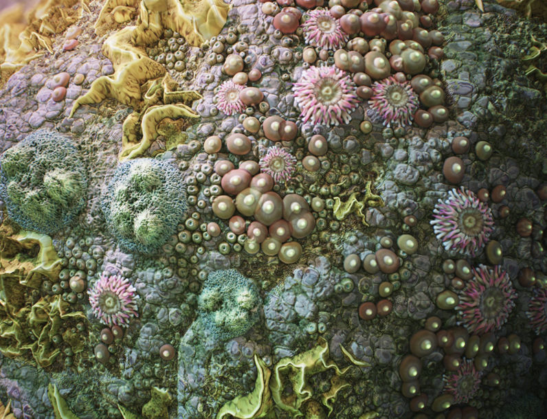 Coral Reef PBR Tileable Material Texture_1