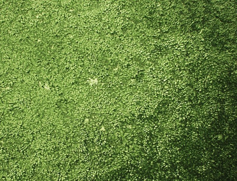 Moss PBR Tileable Material Texture_1