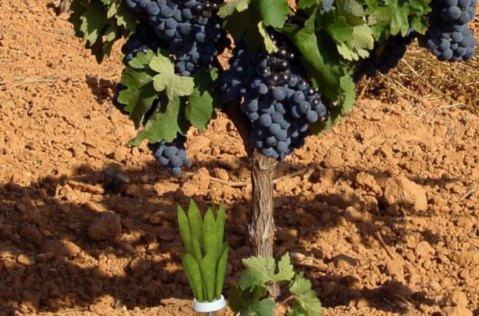 AquaColector plant in pot Free 3D model_3