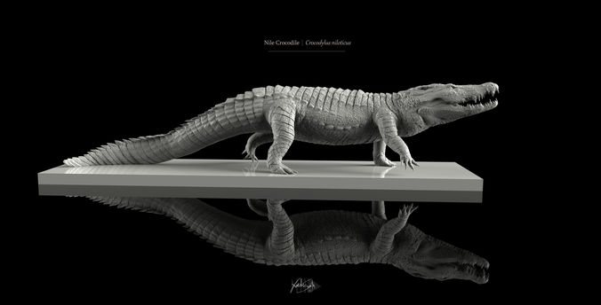 Nile Crocodile 3D Model LowPoly SubD HighPoly Decimated Low-poly 3D model