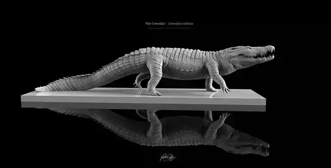 Nile Crocodile 3D Model LowPoly SubD HighPoly Decimated Low-poly 3D model