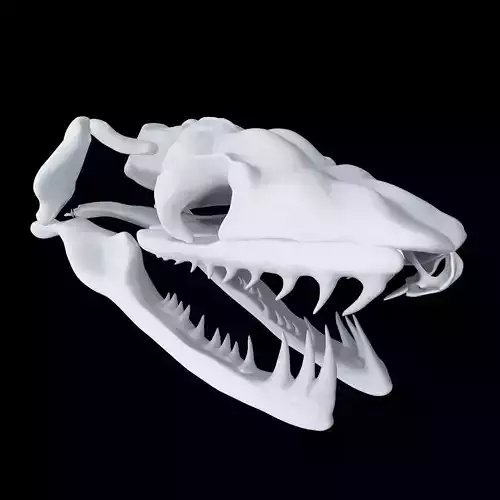 Skull Snake - Aglyphous