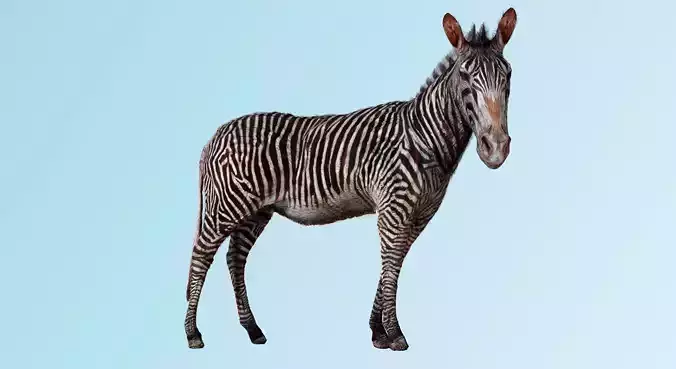 Zebra Zoological Specimen Low-poly 3D model