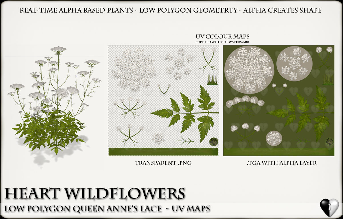 Low Polygon 3D Queen Anne Lace Flowers for Games Low-poly 3D model_5