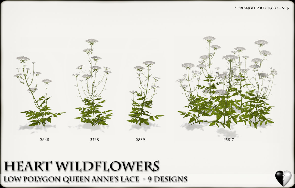 Low Polygon 3D Queen Anne Lace Flowers for Games Low-poly 3D model_1